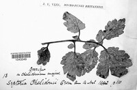 Septoria chelidonii image